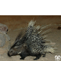 گونه تشی Indian Crested Porcupine